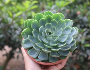 NHỮNG LOÀI HOA MANG Ý NGHĨA MẠNH MẼ, BẠN BIẾT CHƯA?