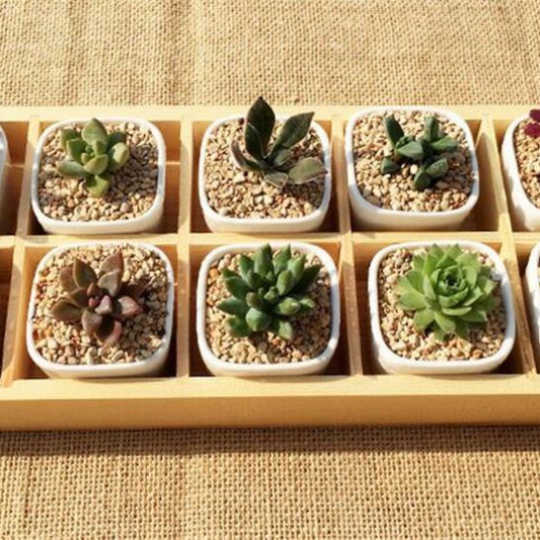 CHẬU TC CHỮ NHẬT