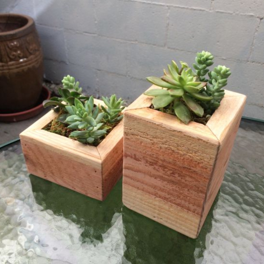 CHẬU TC GỖ MỘC