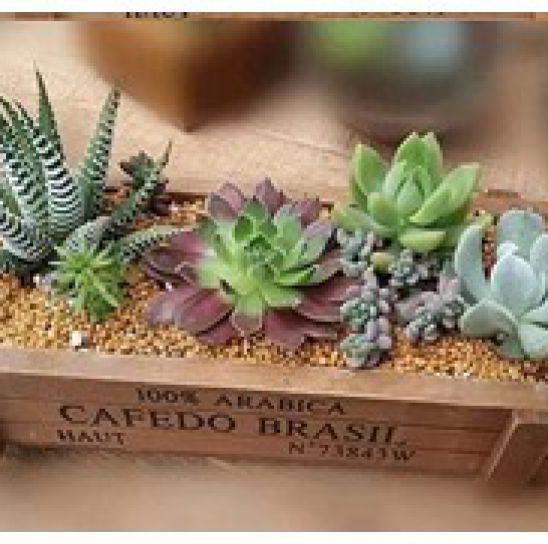 CHẬU TC CHỮ NHẬT