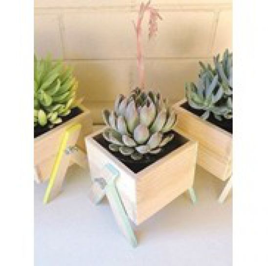 CHẬU TC GỖ MỘC